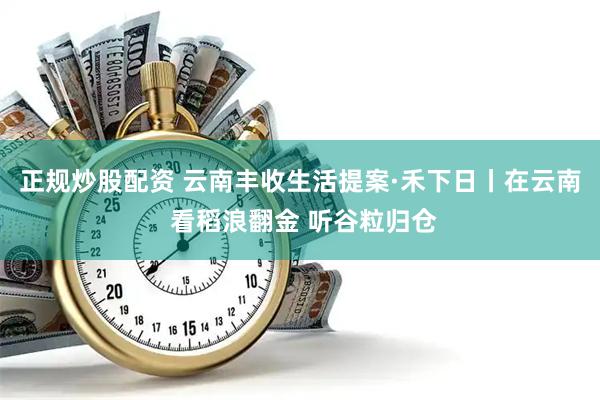 正规炒股配资 云南丰收生活提案·禾下日丨在云南 看稻浪翻金 听谷粒归仓